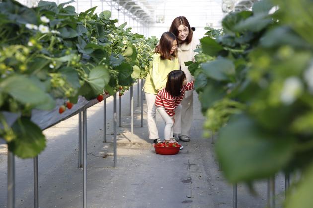 딸기수확체험(논산시청)